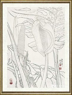 李魁正_龟背竹花白描