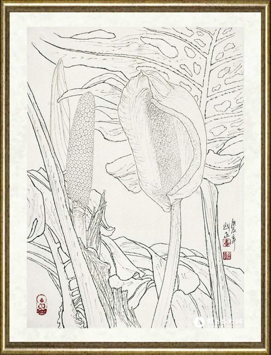 李魁正_龟背竹花白描