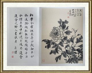 朱赓博_芍药
