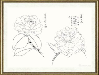 邹传安_茶花写生线图