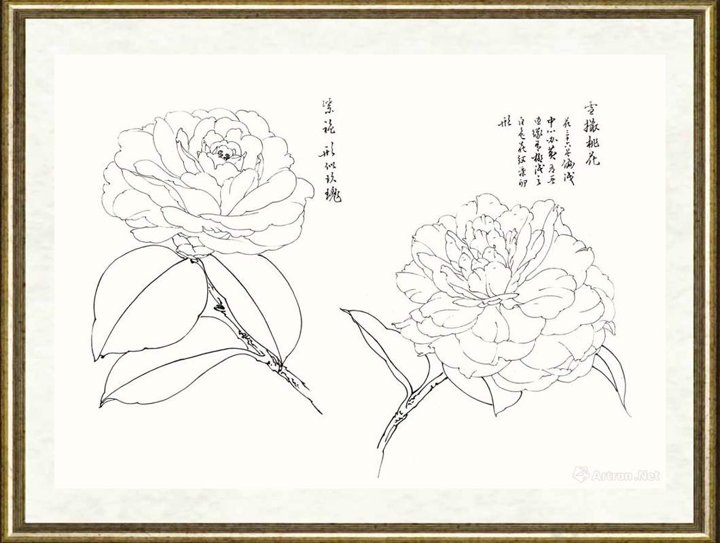 邹传安_茶花写生线图