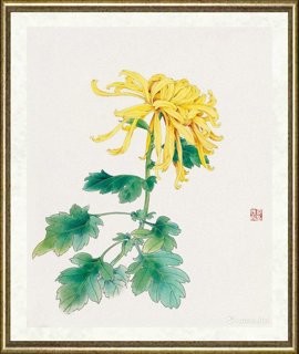 邹传安_菊花彩色范图