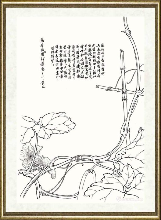 邹传安_藤本植物用线举要之一：黄瓜