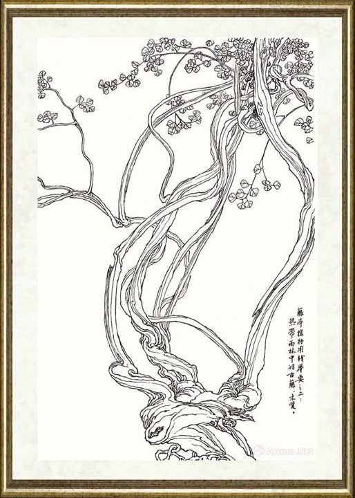 邹传安_藤本植物用线举要之二：热带雨林中的古藤、木质