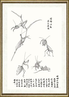邹传安_螳螂活动姿态举例范图