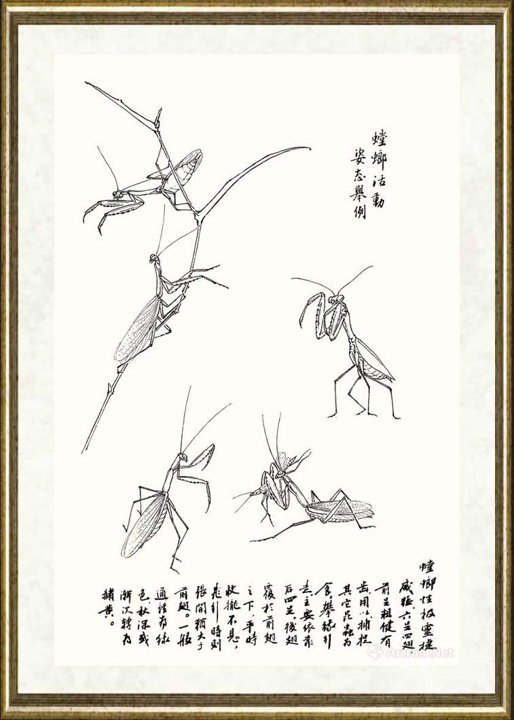 邹传安_螳螂活动姿态举例范图
