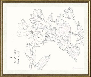邹传安_郁金香写生线图
