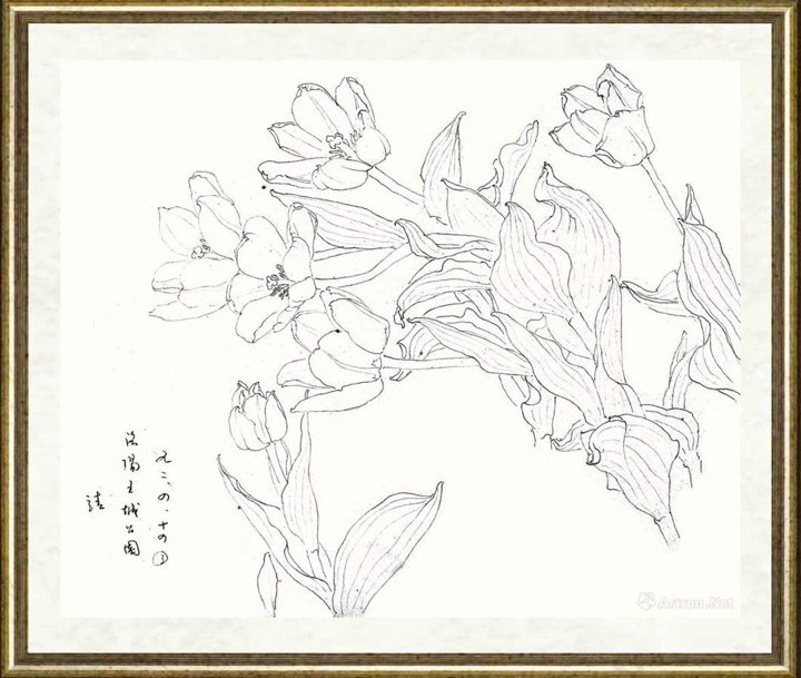 邹传安_郁金香写生线图