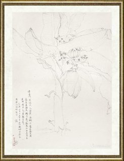 邹传安_香蕉树写生线图