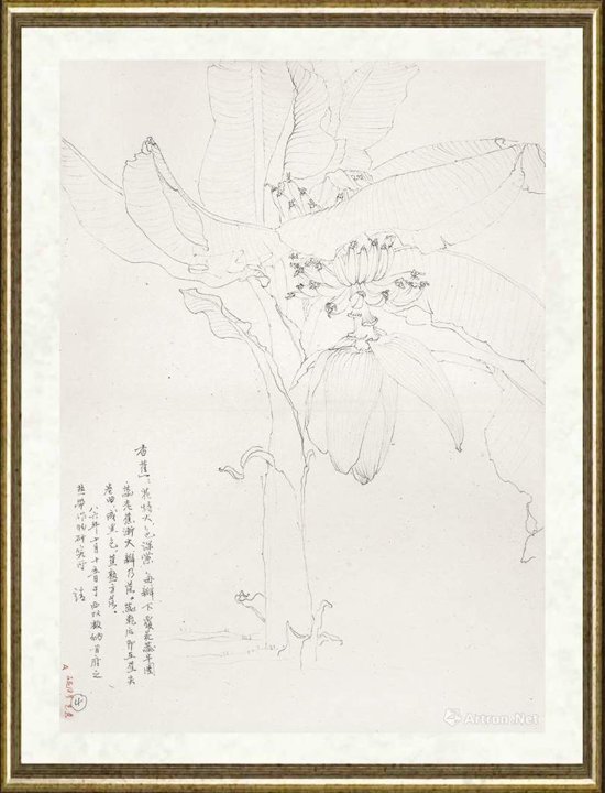 邹传安_香蕉树写生线图