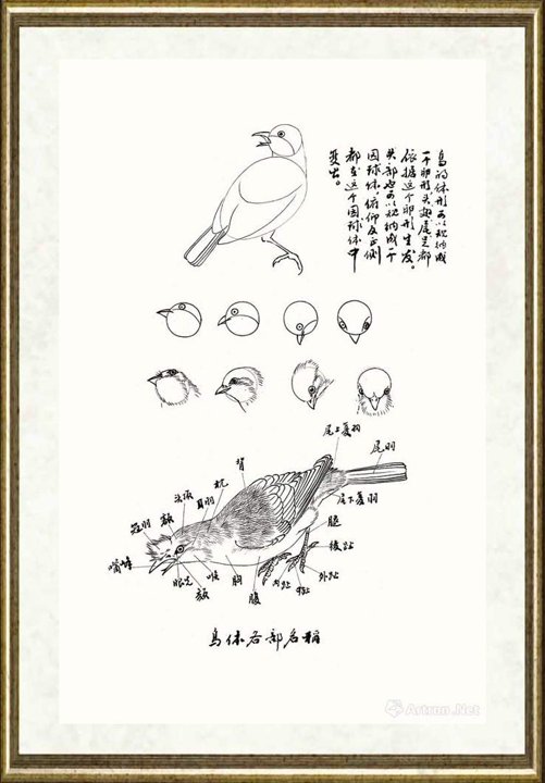 邹传安_鸟体各部名称线描范图