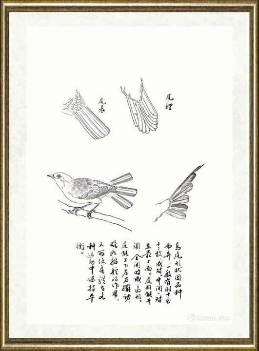 邹传安_鸟尾形状线描范图