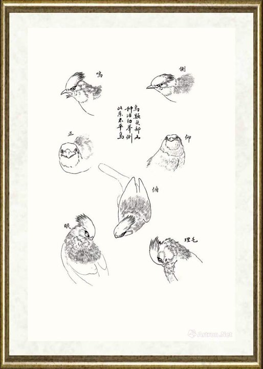 邹传安_鸟类头部各种活动举例之一