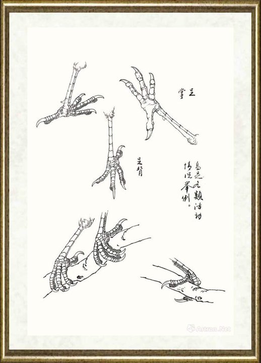 邹传安_鸟足各类活动情况举例范图