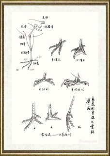 邹传安_鸟足形类及其骨骼举要范图