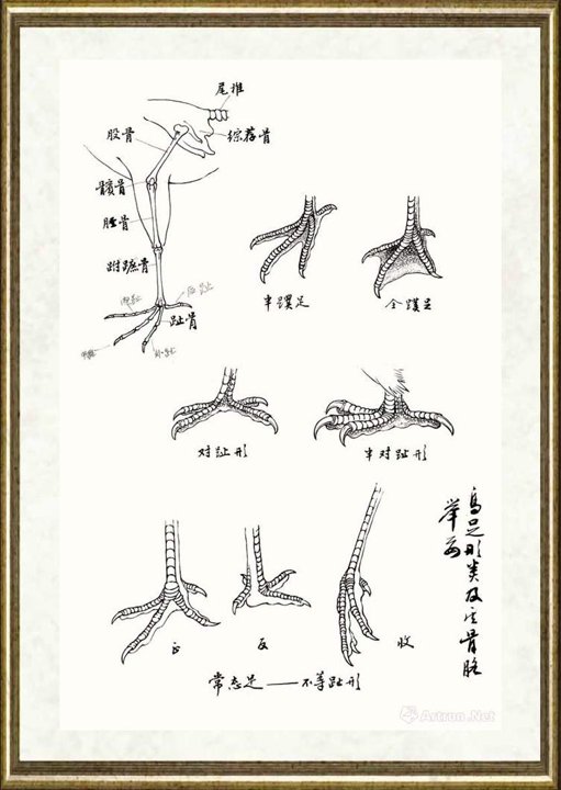 邹传安_鸟足形类及其骨骼举要范图