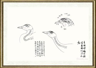 邹传安_鸟颈伸缩时椎骨弯曲情况示意线描范图
