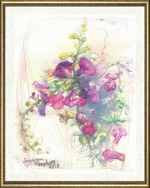 钟耕略_金鱼草（Snapdragon）
