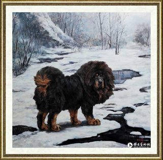 林跃_风雪藏獒NO.7