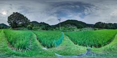 02兴华乡星光村八蒙水寨（13）_八蒙地面场景06-稻田01
