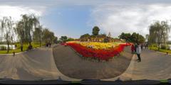 14.花圃_凤凰湖菊花