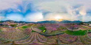 桃花的全景图