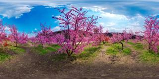 景区_桃花的全景图_8