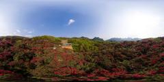 218毕节市百里杜鹃景区_百里杜鹃马缨林