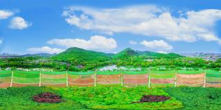 186西湖_八卦田
